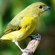 Yellow-throated Euphonia