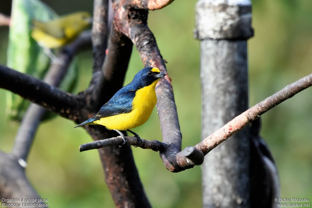 Yellow-throated Euphonia male