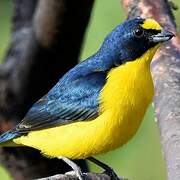 Yellow-throated Euphonia