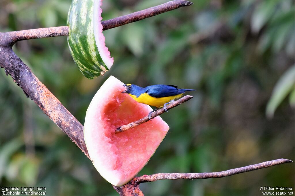 Yellow-throated Euphonia male adult, eats