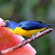 Yellow-throated Euphonia