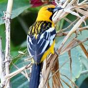 Oriole à dos rayé