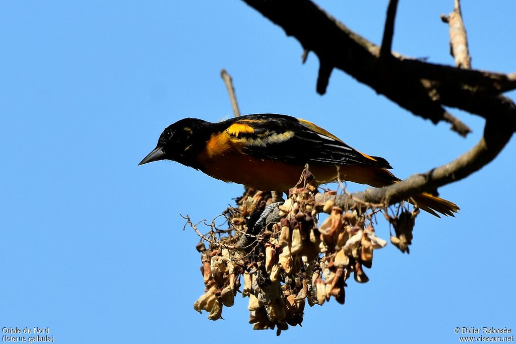 Baltimore Oriole male