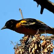 Baltimore Oriole