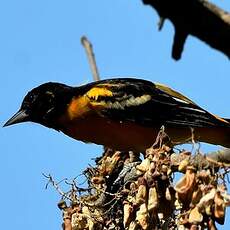 Oriole du Nord