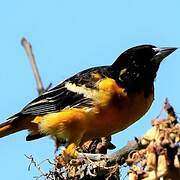 Baltimore Oriole