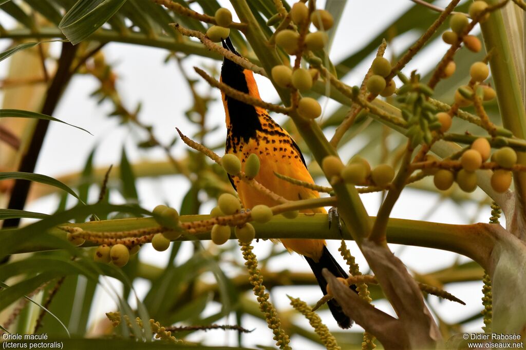 Oriole maculéadulte, mange