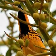 Spot-breasted Oriole