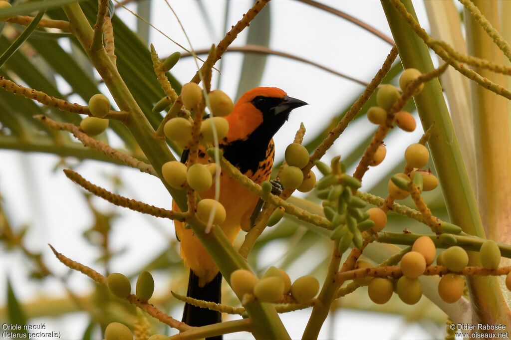 Oriole maculéadulte