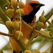 Oriole maculé