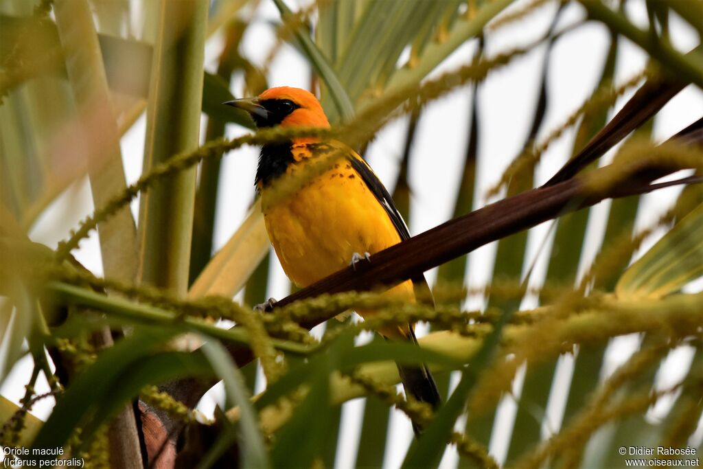 Oriole maculéadulte