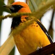 Spot-breasted Oriole