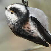 Long-tailed Tit