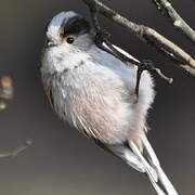 Long-tailed Tit