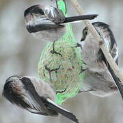 Long-tailed Tit