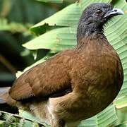 Grey-headed Chachalaca