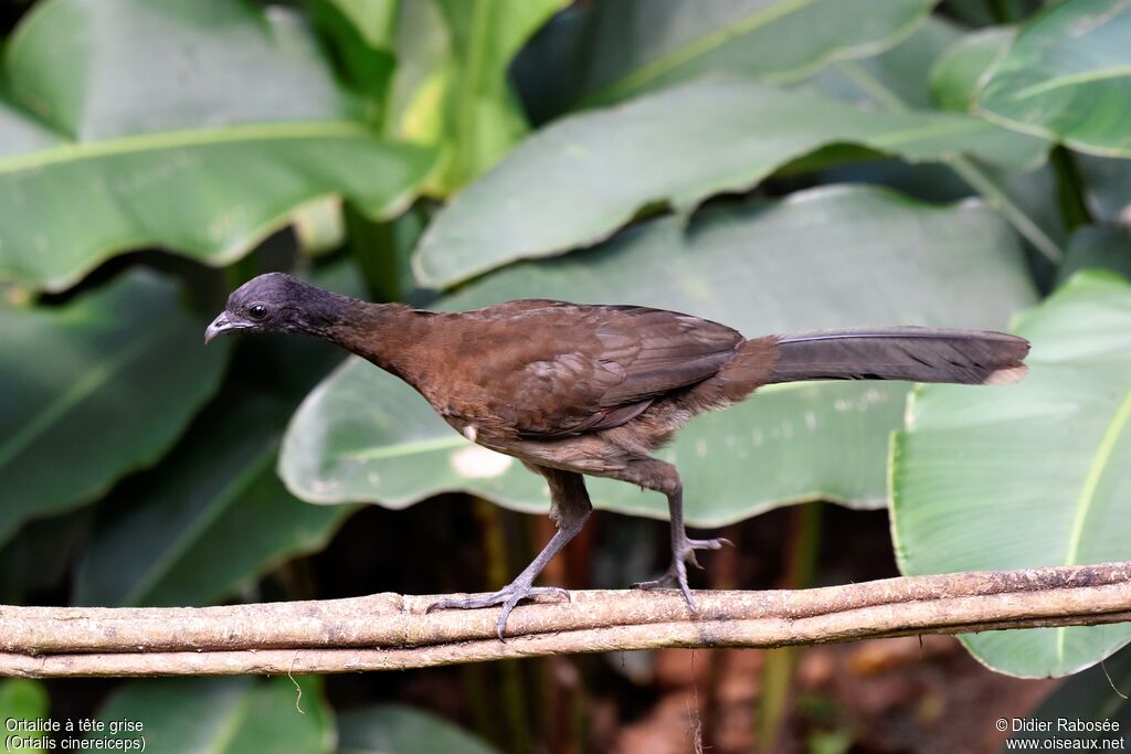 Grey-headed Chachalacaadult, walking