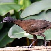 Grey-headed Chachalaca