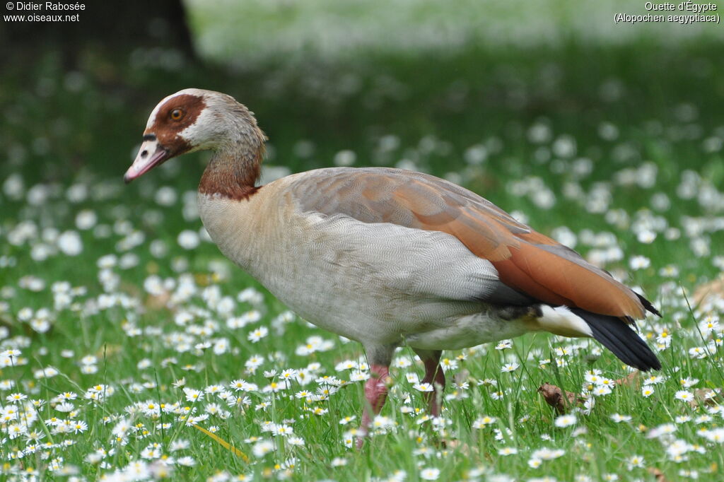 Egyptian Goose