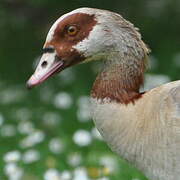 Egyptian Goose