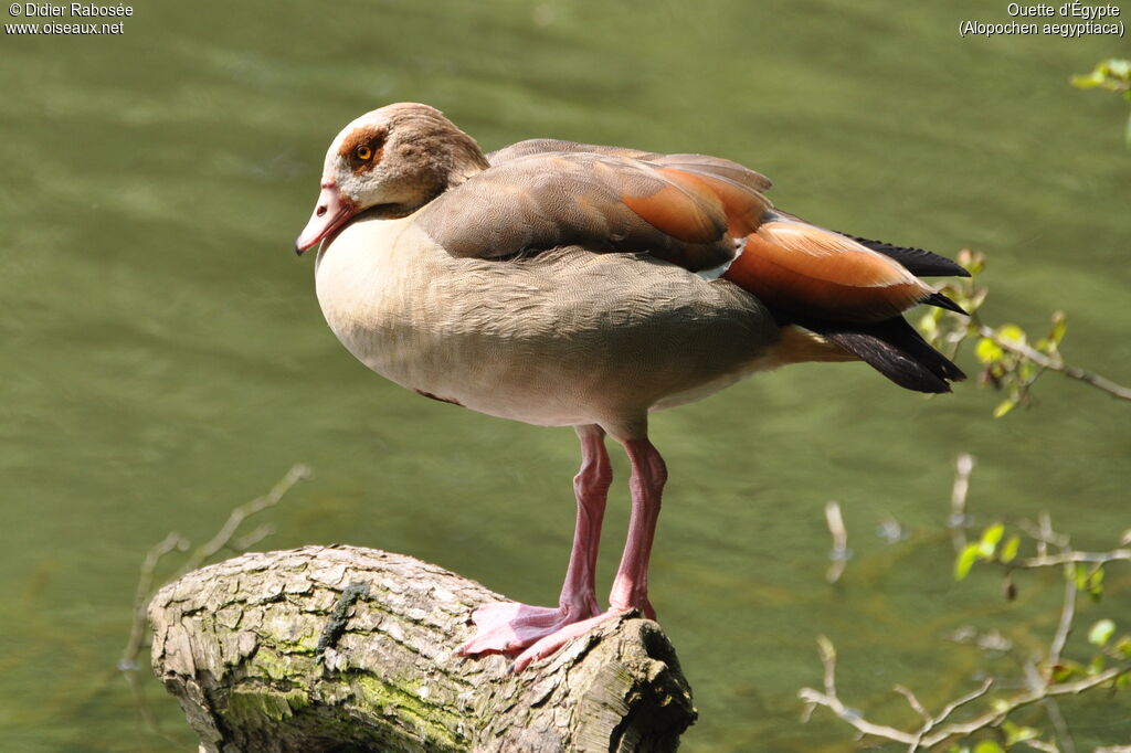 Egyptian Goose