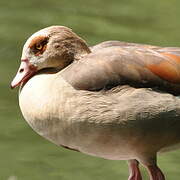 Egyptian Goose