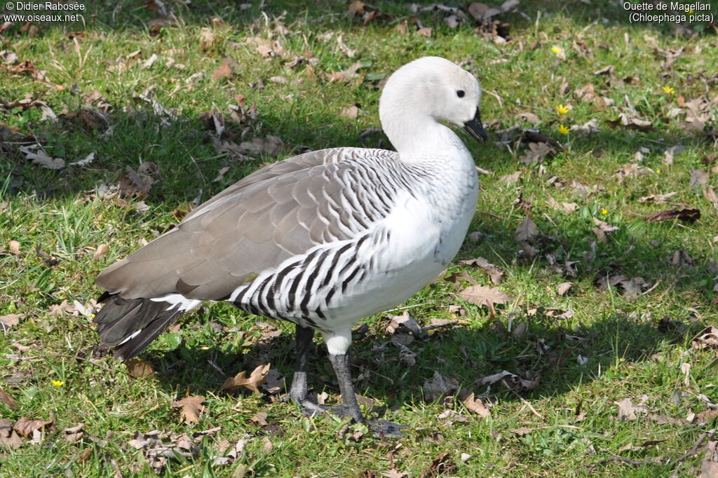 Upland Goose male