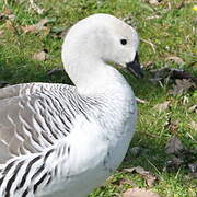 Upland Goose