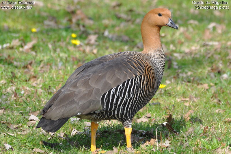 Upland Goose female