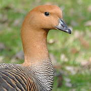 Upland Goose