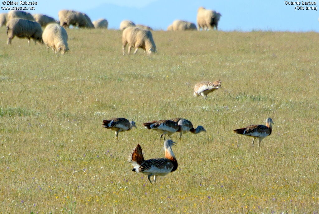 Great Bustard