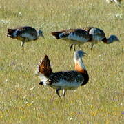 Great Bustard