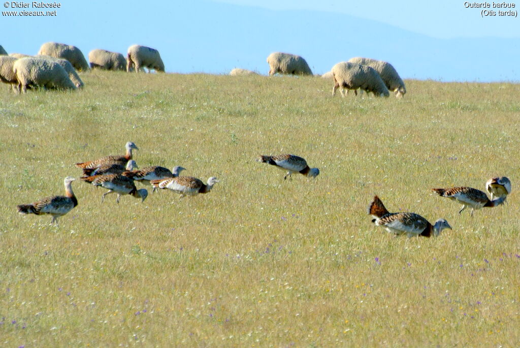 Great Bustard