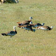 Great Bustard