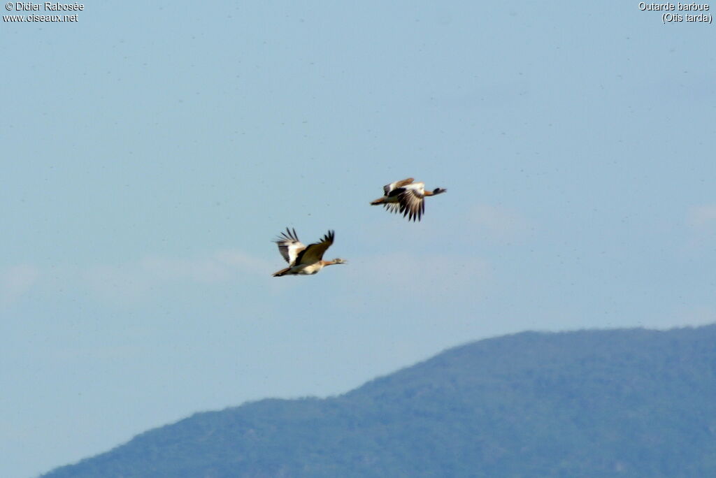 Great Bustard, Flight