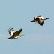 Great Bustard