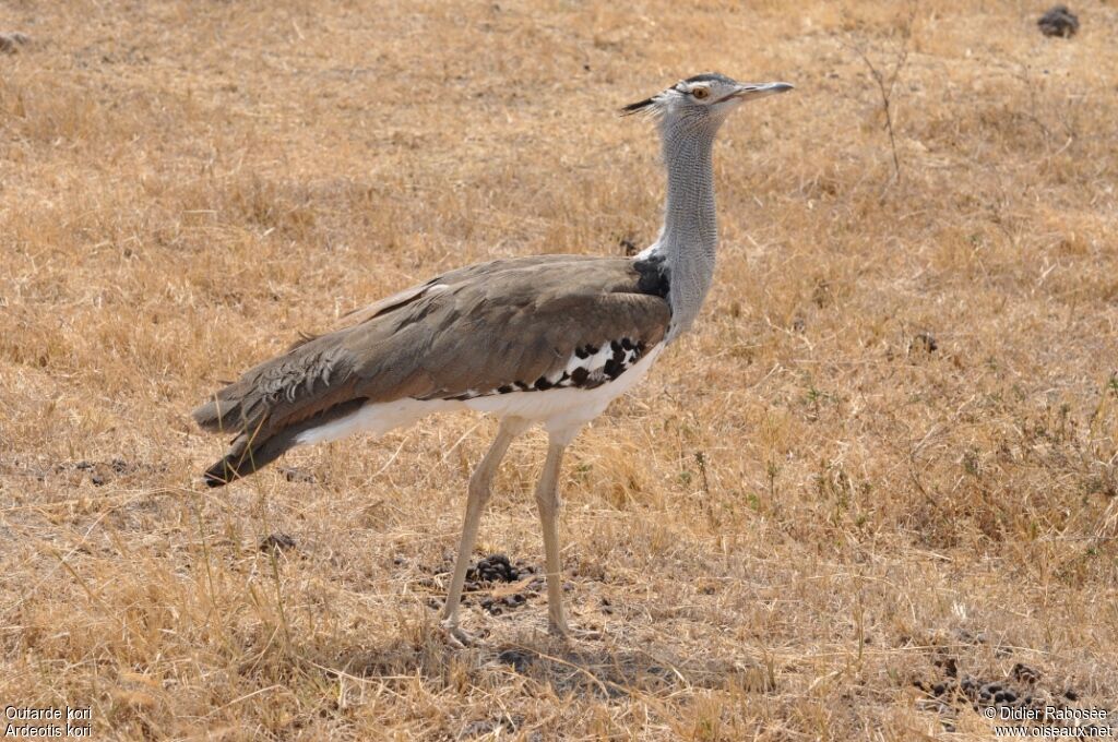 Kori Bustard