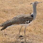 Kori Bustard