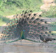 Indian Peafowl