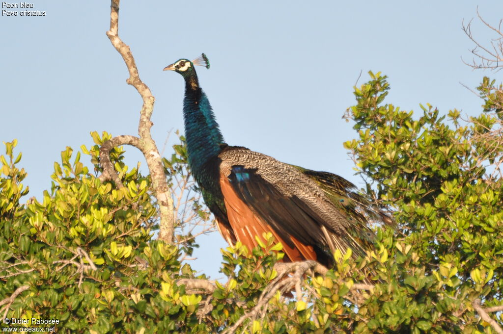 Indian Peafowl male