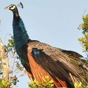 Indian Peafowl