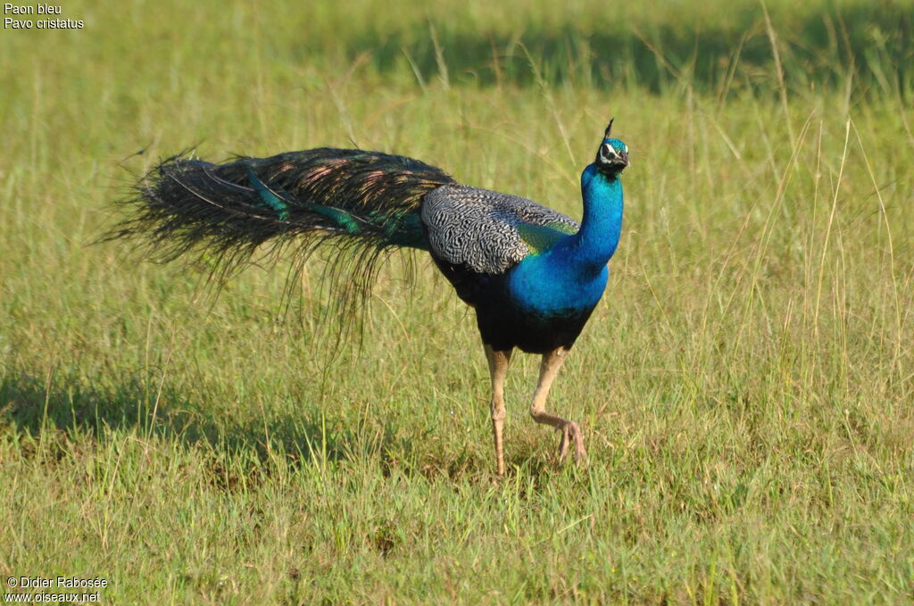 Indian Peafowl male