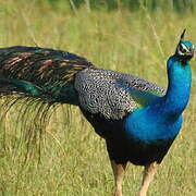 Indian Peafowl