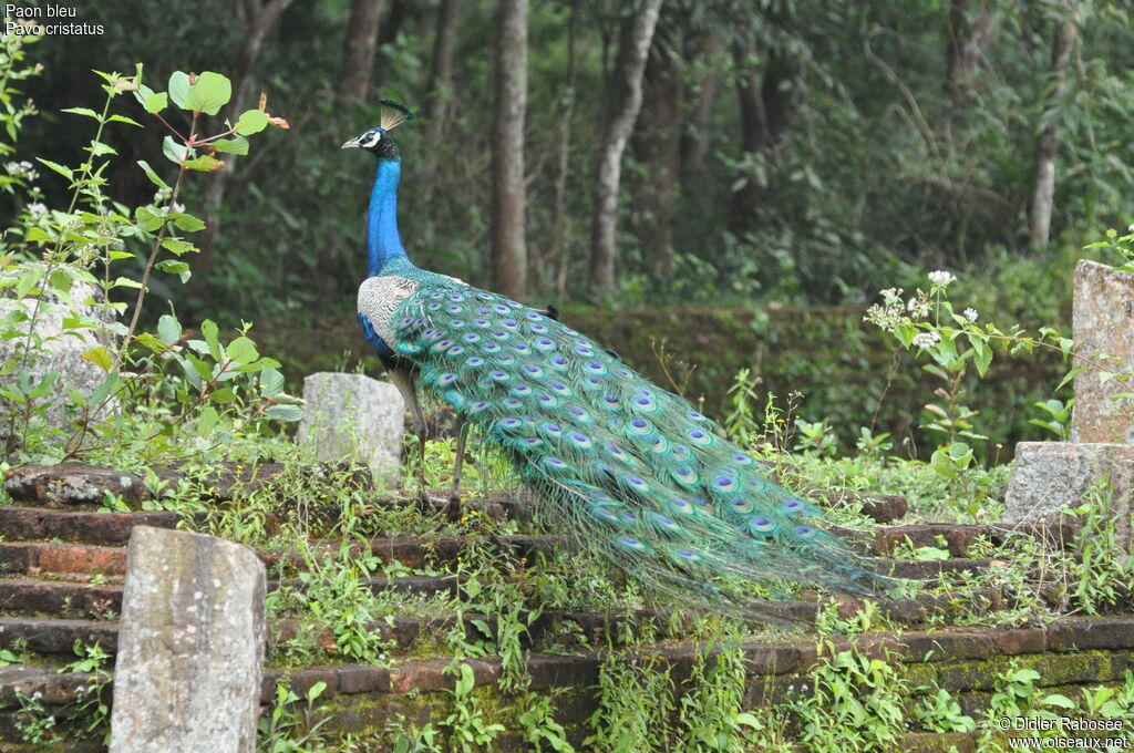 Paon bleu mâle