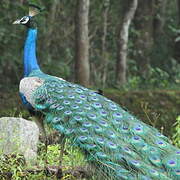 Indian Peafowl