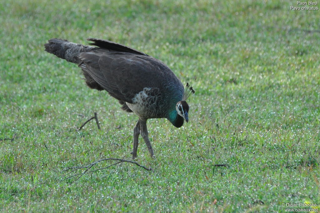 Indian Peafowl female