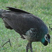 Indian Peafowl