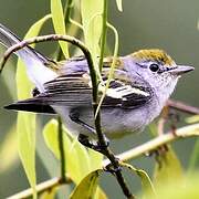 Chestnut-sided Warbler