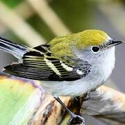 Chestnut-sided Warbler