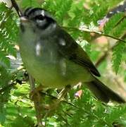 Black-eared Warbler